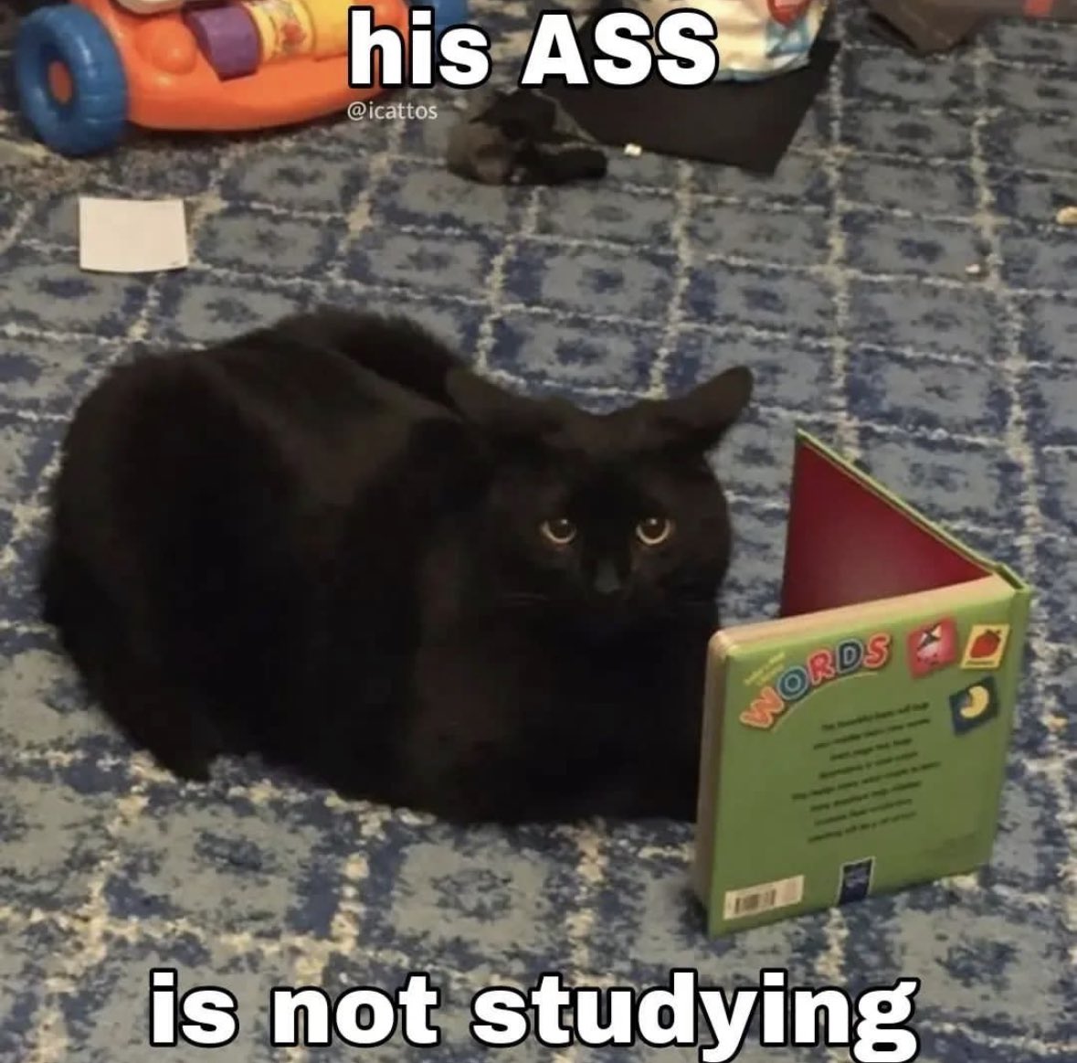 LiterallyMeCats (@literallymecats) on Twitter photo 