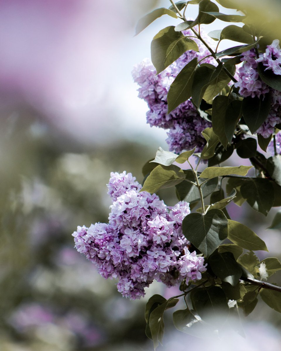 cookeinsurance's tweet photo. We love this season and the beautiful blooms peeking up all around the city. 🌸

What's your favourite part of Saskatoon in spring?

#cookeinsurance #saskatoon #flowerphotography #saskatchewanspring #springblooms https://t.co/EJp2X2jtzL