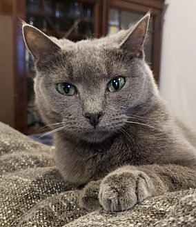 Hi! I'm Dream, a Female Domestic Shorthair Cat. #DomesticShorthair #Cat #BillytheKiddenRescue adoptapet.com/pet/37795470-v…