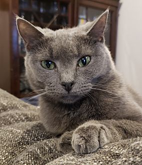 BillyTheKidden's tweet photo. Hi! I'm Dream, a Female Domestic Shorthair Cat. #DomesticShorthair #Cat #BillytheKiddenRescue https://t.co/ejcvbws7Rk https://t.co/R2WsuTq5UB