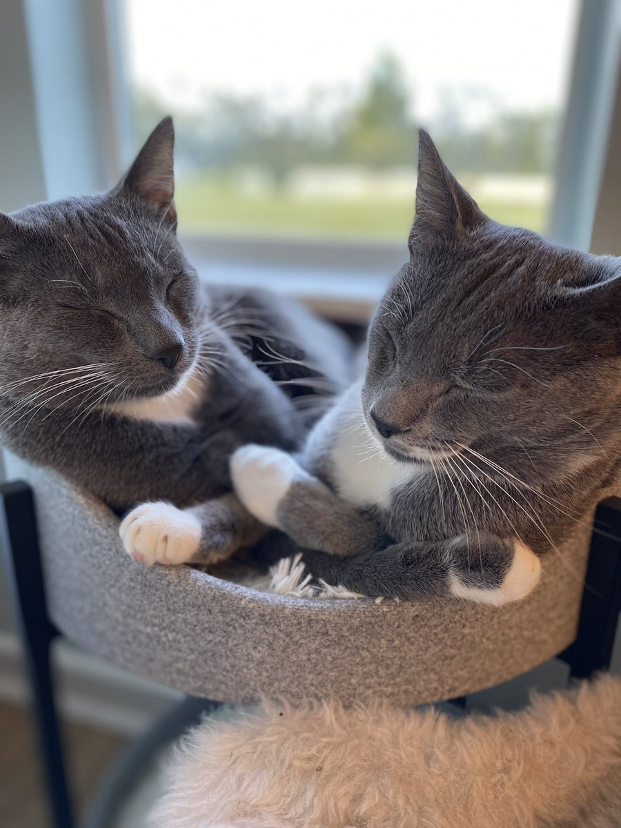 Catturd ™ on Twitter "These KittenTurds have got it so bad at the