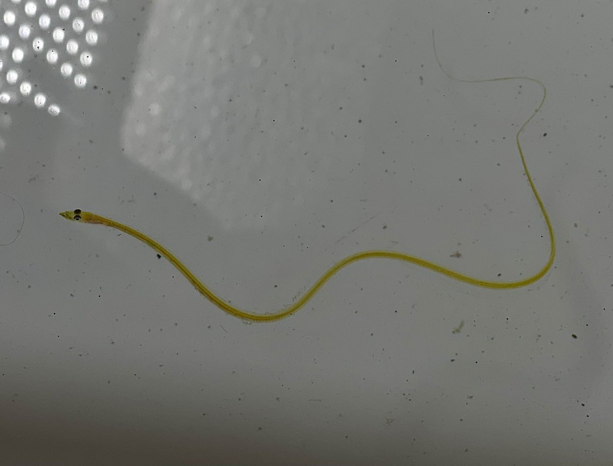 fishbioMeganist's tweet photo. May I present a noodle for your timeline… https://t.co/AZeu3PgvR4