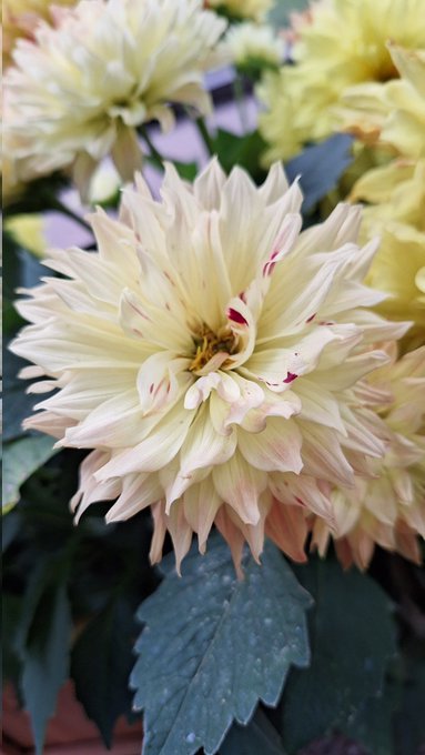 Good Night!! https://t.co/qlKXWTKGKy<a href="/tag/realloyalfans"class="tags"><span>#realloyalfans</span></a>