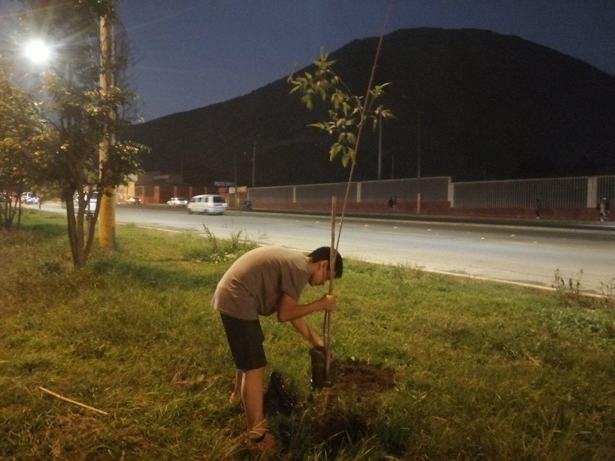 gogreen_peru's tweet photo. Hoy continuamos plantando  árboles frente a entrada occidente 🌳🌳🌳🌳🌳🌳🌳🌳

Gracias a todos los que adoptaron sus árboles y en especial a mi hijo que me ayudo en la plantación. https://t.co/8AsZBFrH11