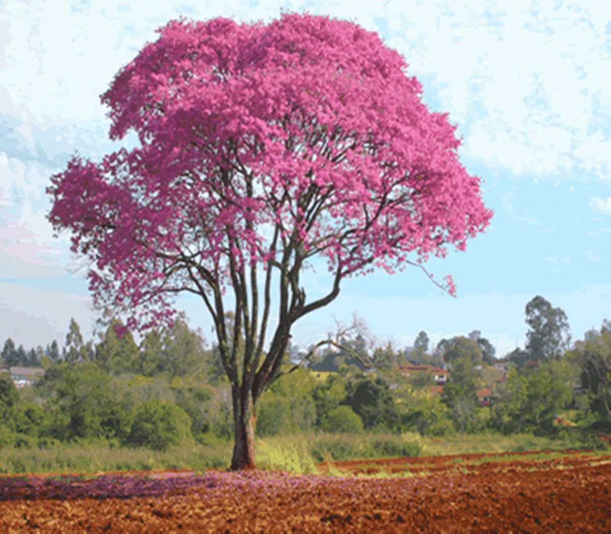 nftreesbrasil's tweet photo. Did you know? The ipê is a tree with yellow, pink, purple or white flowers that bloom in winter and early spring. It is a native tree, considered the national tree of Brasil and a symbol of patriotism. It is also valued for its hard and durable wood. #Ipê #NationalTree https://t.co/elSwka1guL