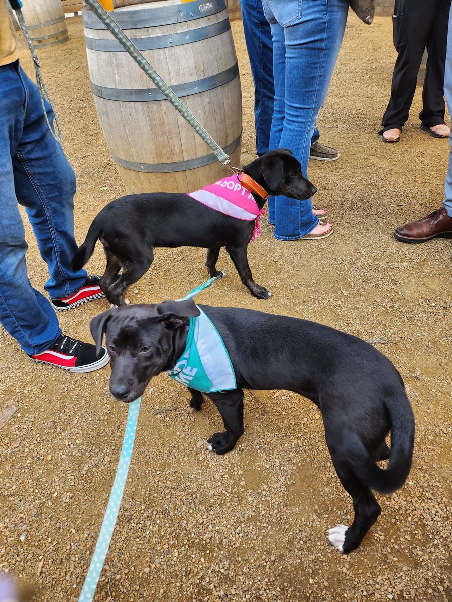Adoption event at local brewery! #AdoptDontShop #shelterdogs #humanesociety