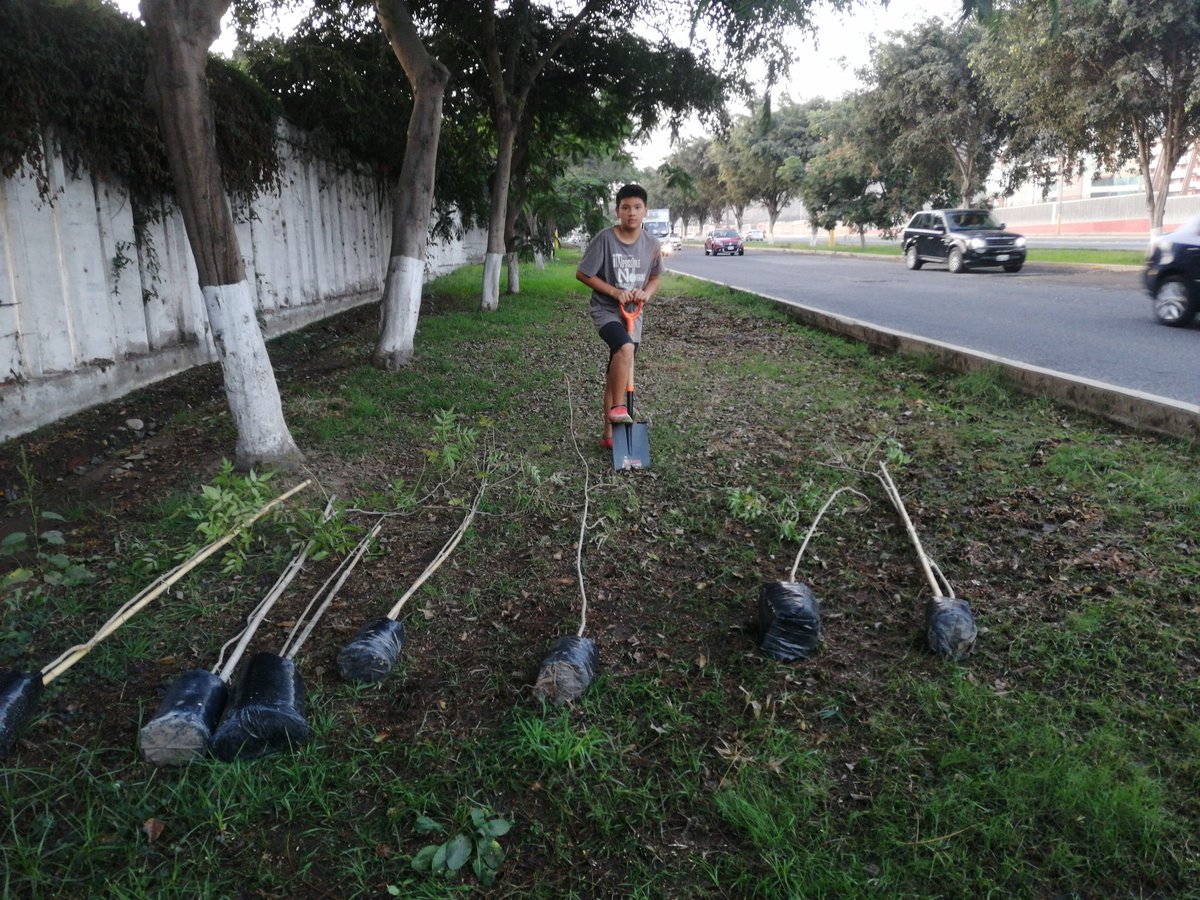 gogreen_peru's tweet photo. Planta un , Siembra futuro. https://t.co/zFKmGZjnJI