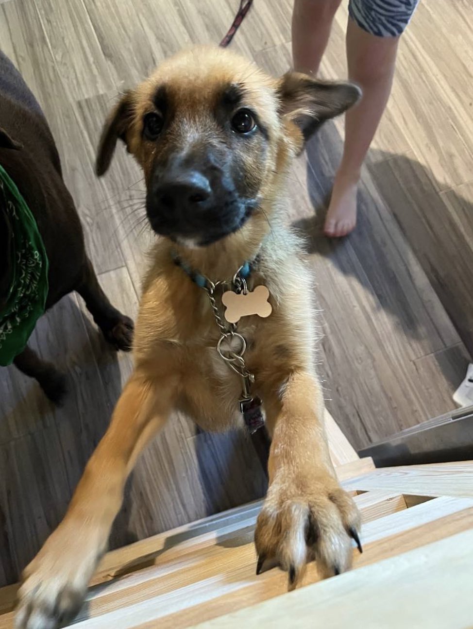 Can My 9 Week Old Puppy Be Around Other Dogs