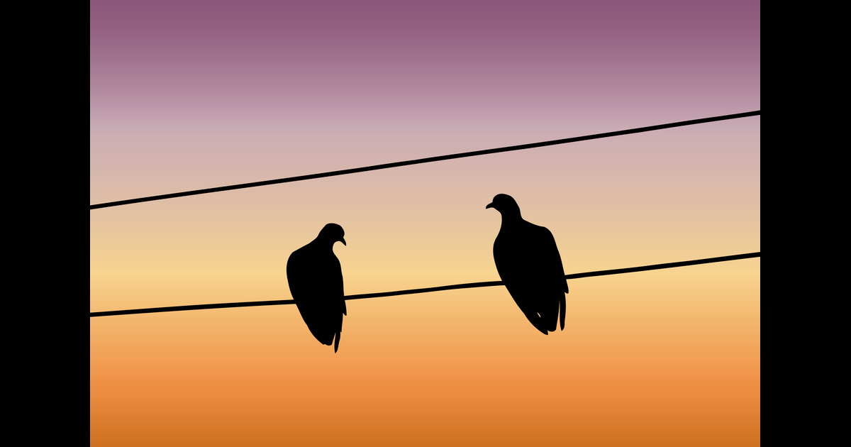 BeOGraphic's tweet photo. Latest Sold @VectorStock silhouettes two pigeons sitting on a wire #VectorStock https://t.co/1zLkHqgmlE https://t.co/0UiHBNToP1