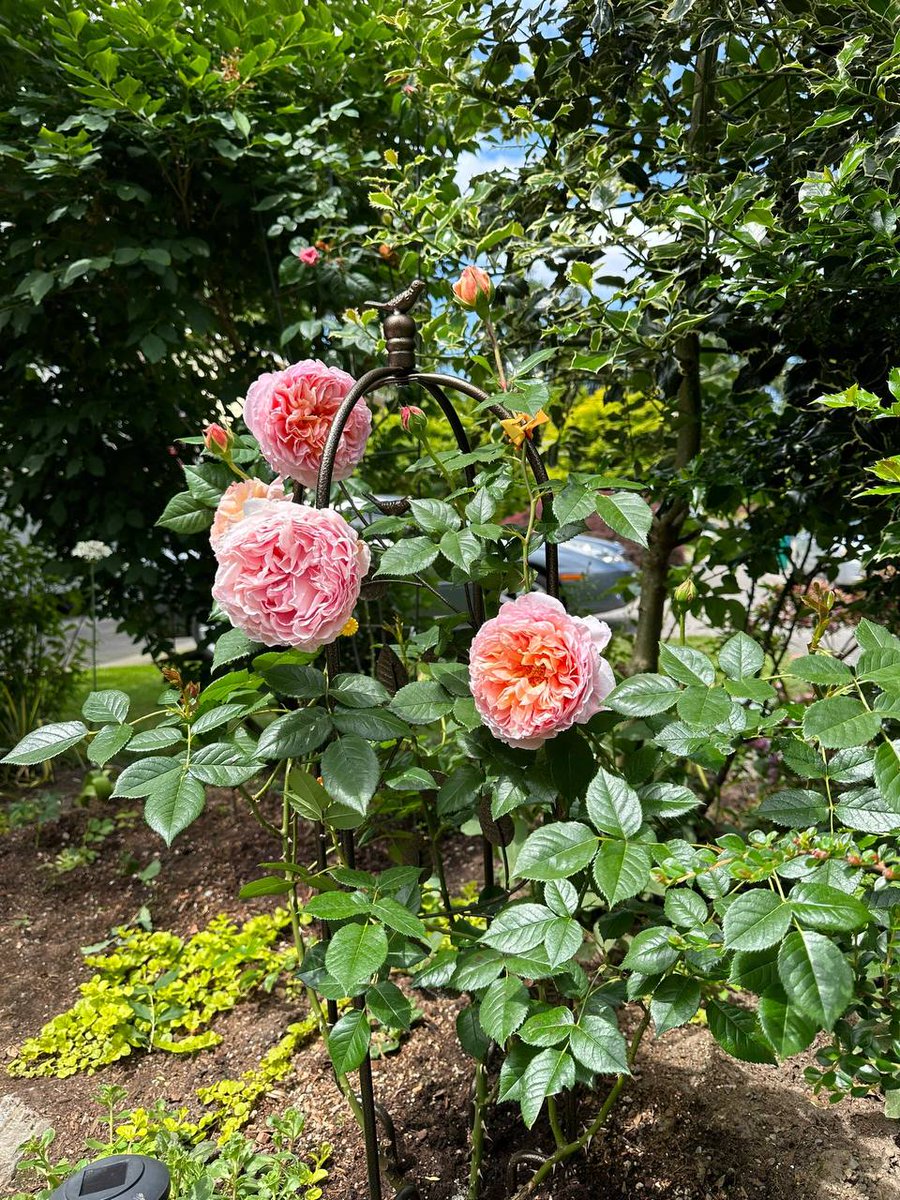 RafiqAsmaa's tweet photo. All the surprises and good luck in the world are equal to your finished product times your hard work. https://t.co/OMZa91pPCr