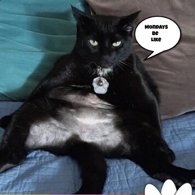 So true! #Mondays #CatsOfTwitter #CatsAreFamily #lazy 🐈‍⬛️😺😸