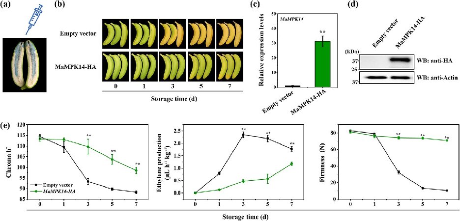 Hortres's tweet photo. Study discovers MAPK/MPK pathway's role in banana fruit ripening via phosphorylation of MaMYB4, offering insights for postharvest management. #PlantBiology #PostharvestScience
@OxfordJournals
Details: https://t.co/dZuK5rsL2A https://t.co/zFBR3jv3vo