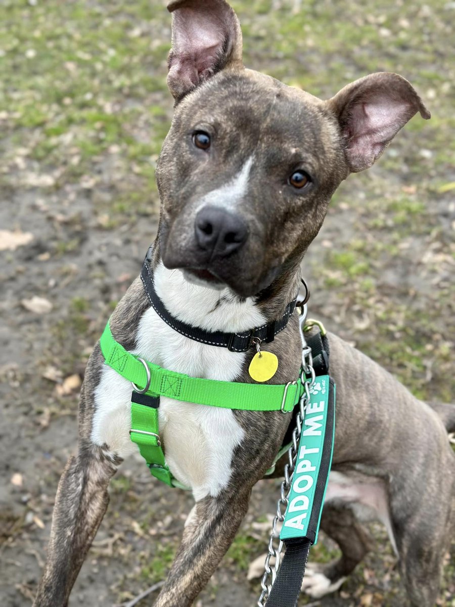 #FosterFriday Rochester is a young boy with a zest for life! He's spunky, energetic, and playful and is so excited to meet new people or play with doggie friends. If you want a fun companion to brighten your day, email his foster david.ager@gmail.com to meet Rochester! #adoptme