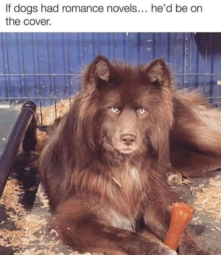 PThomas_Author's tweet photo. #romancebooks #bookcovermodel #dog #dogs #writingcommunity #SpinnerOfYarns #DancesWithWool https://t.co/932lPYdHbW