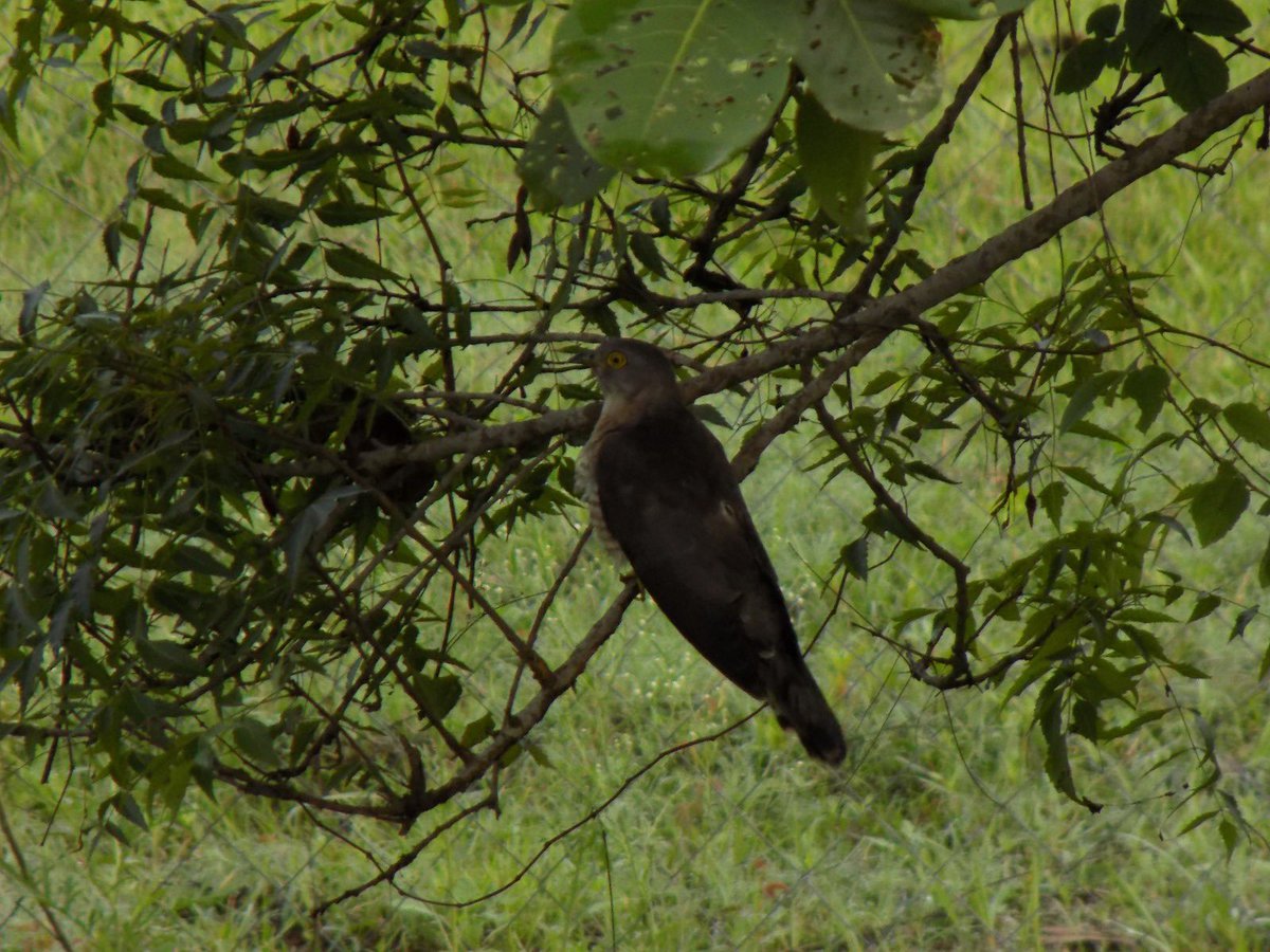 Indian Cuckoo 🤎
#birdphotography #birdwatching #BirdsOfTwitter #Birdsofindia #birding