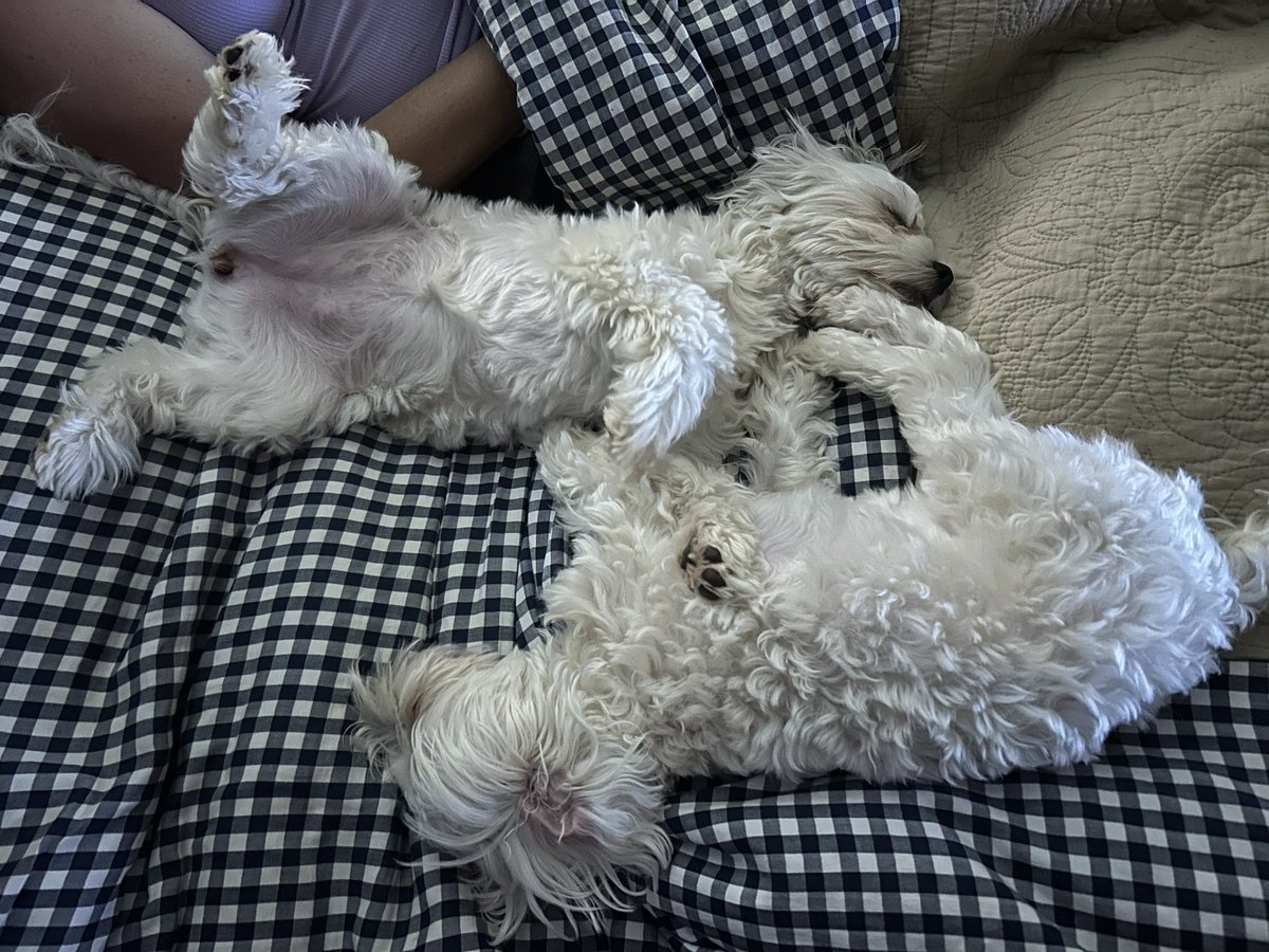 barrycram's tweet photo. @BarHBARian Well, I asked Mogey and Molly last night while we were binge-watching something on Netflix, but they didn’t even care to respond! #PetsofHedera #HBAR https://t.co/aVjT7rNA0I