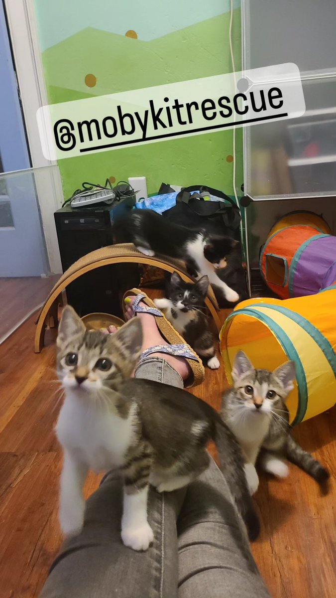 Sarah Donner & Blitzen (@sarahdonner) on Twitter photo 