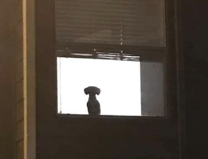 When your neighbor forgets to close the blinds and you see their wiener...