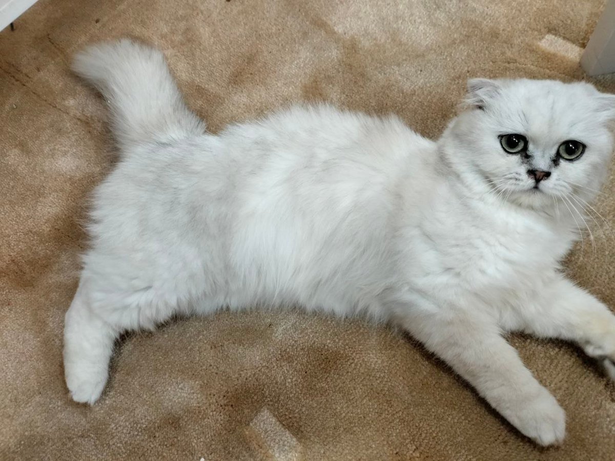 Every family needs a cute cat, they are the best companion, bringing us endless joy and companionship