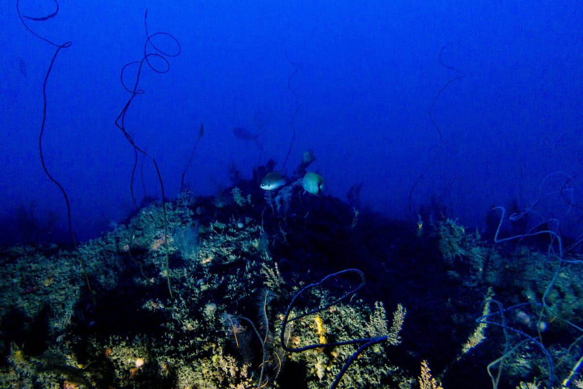 Milenio's tweet photo. A bordo de un mini sumergible, investigadores lograron demostrar la existencia de arrecifes en profundidades de hasta 90 metros

Acompaña a @FannyMiranda26 en esta aventura por el Golfo de México en el emblemático barco de @greenpeace para descubrirlo

Lunes 20.45h por @mileniotv https://t.co/4Iz6sfDRSH