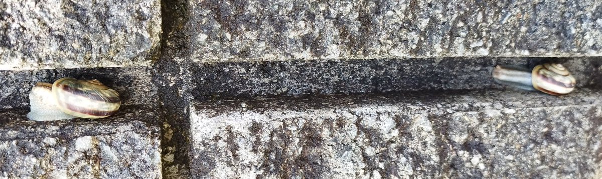 閑静な住宅街で、カタツムリが大量発生している民家があった。この家の塀はカタツムリにとってとても美味しいのだろう。 https://t.co/9c7FtAU5tS