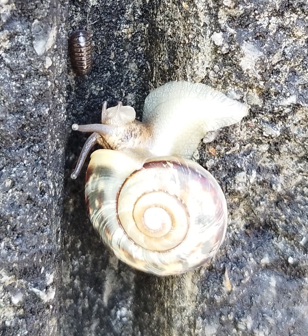 閑静な住宅街で、カタツムリが大量発生している民家があった。この家の塀はカタツムリにとってとても美味しいのだろう。 https://t.co/9c7FtAU5tS