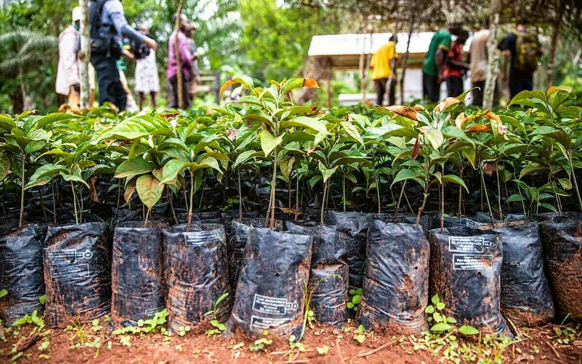 Elsa Ordway (@elsaordway) on Twitter photo 📢We're hiring! <a href="/CBI_UCLA/">Congo Basin Institute</a> is hiring a postdoc to work on tropical forest restoration, land system science, and remote sensing. The position will be hosted at UCLA with frequent travel to Cameroon. Please help spread the word!
More info here: elsaordway.weebly.com/job-alert-post… 📢We're hiring! <a href="/CBI_UCLA/">Congo Basin Institute</a> is hiring a postdoc to work on tropical forest restoration, land system science, and remote sensing. The position will be hosted at UCLA with frequent travel to Cameroon. Please help spread the word!
More info here: elsaordway.weebly.com/job-alert-post…