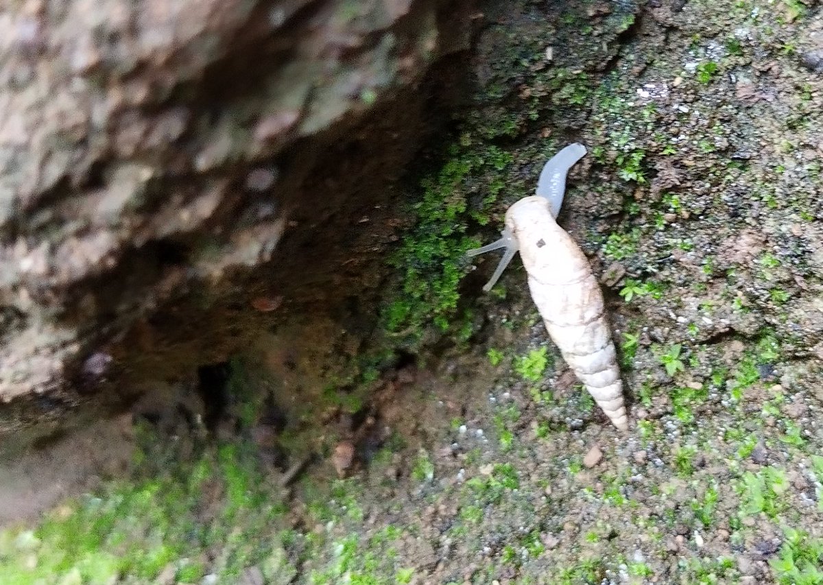 キセルガイ。１センチ以上あった。かわいい。 https://t.co/84ZTyRJSUI