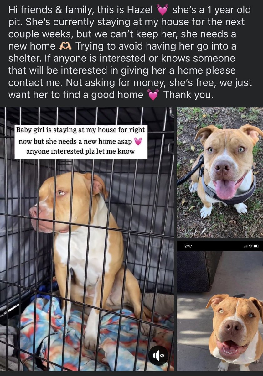 ***RETWEET PLEASE*** Please help me find this beauty a nice home 🙏💓🥺