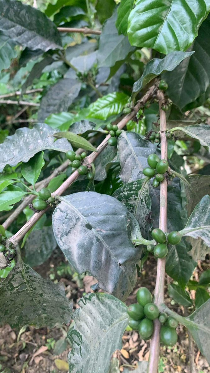 Farmers_Passion's tweet photo. ネパールの農園ではコーヒー豆の実がなり始めました🌱
ここから熟して赤くかわいいコーヒーチェリーになっていきます🍒🤍
#ネパール #ネパールコーヒー #コーヒー豆 #farmerspassion https://t.co/53G9e9iemp