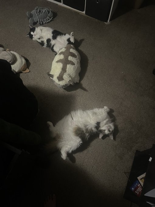 LOOK AT THEM THEY&rsquo;RE CASUALTIES IN THE PLUSHY AVALANCHE https://t.co/Cke5zoBqxK