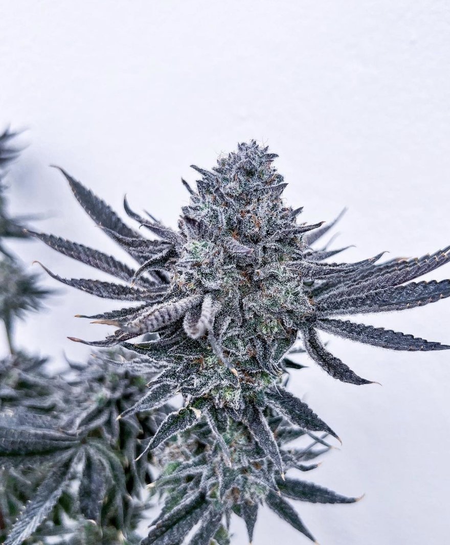 @_topshelfgrower_ on beast mode! 

Strain: CHERRY TREE

Breeder: @growmorefiregenetics
Lineage: trop cherry x animal tree 13
Fed: @aptusholland @aptusplanttechaus @aptususa_official