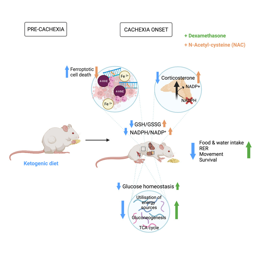 Keto diet has become popular, but what are some pros and cons??

A @Cell_Metabolism article suggests that it promotes #tumor #ferroptosis but induces relative #corticosterone deficiency that accelerates #cachexia

#phenomics
cell.com/cell-metabolis…