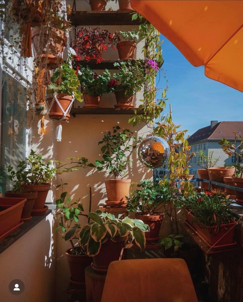 Long nights ahead 🪩 

📸 IG houseofplantlovers