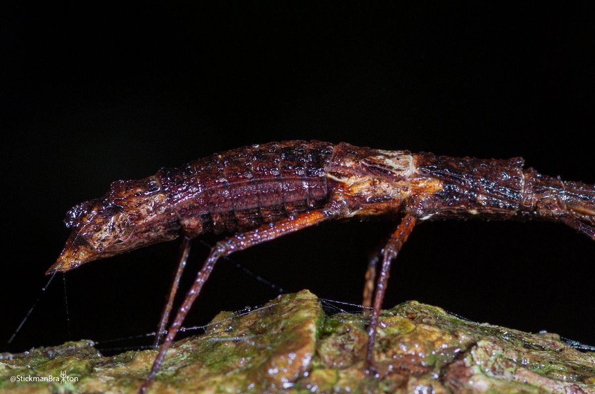 This stick insect belongs to the Pachymorpha genus. They are just 6cm long, a very chunky stick insect! If you look carefully at the photos, you should see spiracles on the side of its body (marked by arrows).

#photograph #photography #getstickbugged #insect #phasmid #entomology