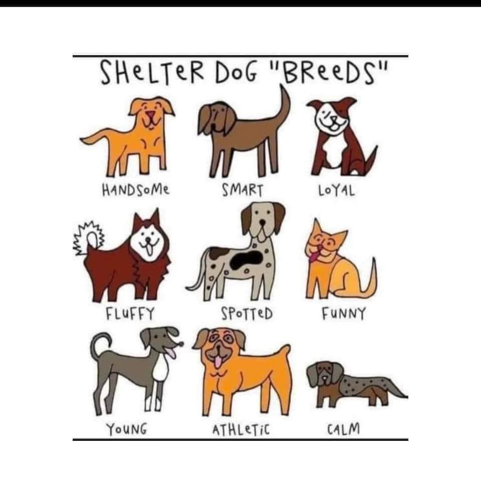 You can find all these types of dogs at the @WakeGOVPets 

#shelterdogs #rescuedogs #adoptadog #Raleigh