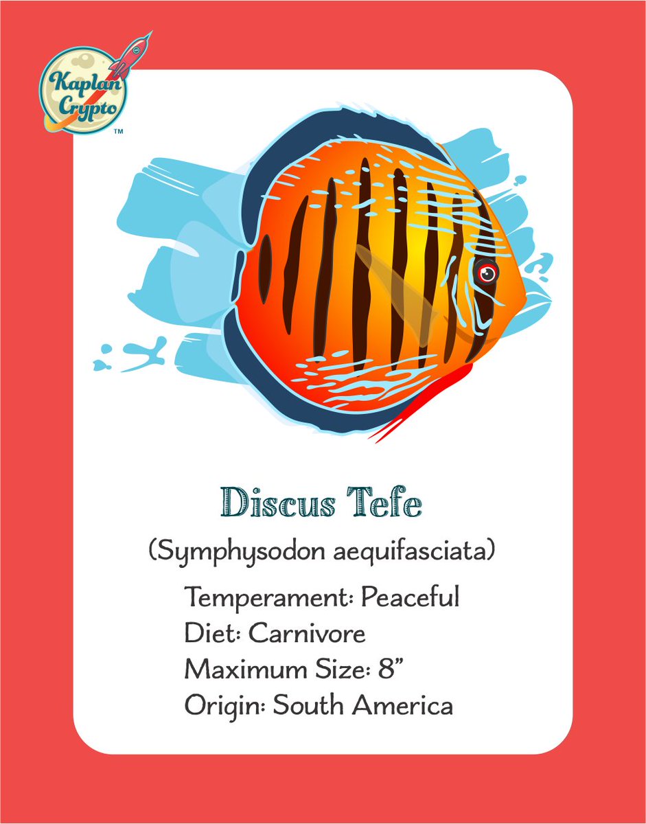 The answer is that Discus are actually related to Cichlids in the Cichlid family.

#facts #fact #FishTank #fishing #discus #FunFact #funfacts #FactsMatter #fish #aquarium #KaplanCrypto #boardgame #boardgames #game #games