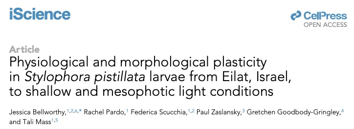 JessBellworthy's tweet photo. Excited to share our OA publication, started by a masters student, heavily impacted by COVID, now in @iScience_CP

We report an experiment reciprocally translocating shallow and mesophotic coral larvae between light levels and assessing acclimation over two months.

Highlights 🧵 https://t.co/odXmHXJQn3