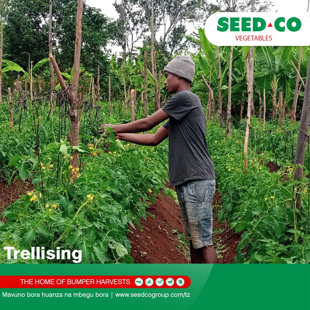 seedcotz's tweet photo. Trellising ni ufungaji wa nyanya kwa kutumia miti , waya na kamba. Zoezi hili hufanyika wiki tatu mpaka nne baada ya kupandikiza kabla maua hayajaanza  hayajaanza kuchomoza. https://t.co/A6eAKhIXN5