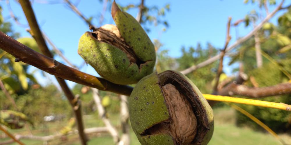 Crise nucicole : « Il faudrait consommer 30 g de noix par jour parce que c’est bon pour la santé » sudouest.fr/economie/agric…