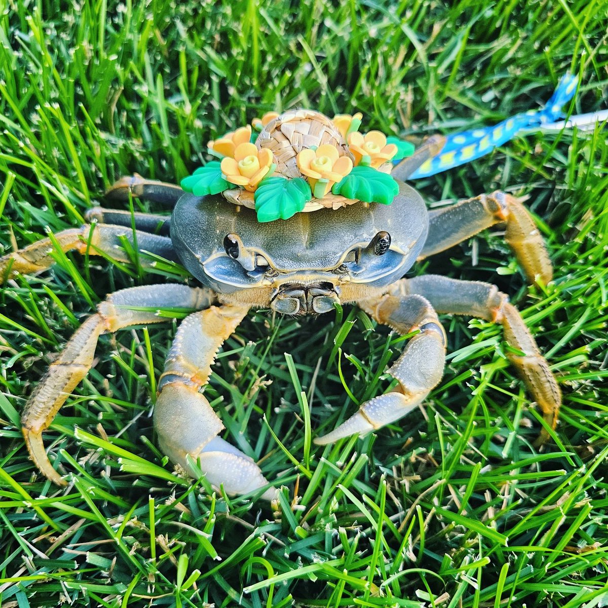 Howie The Crab's beautiful hat today #howiethecrab