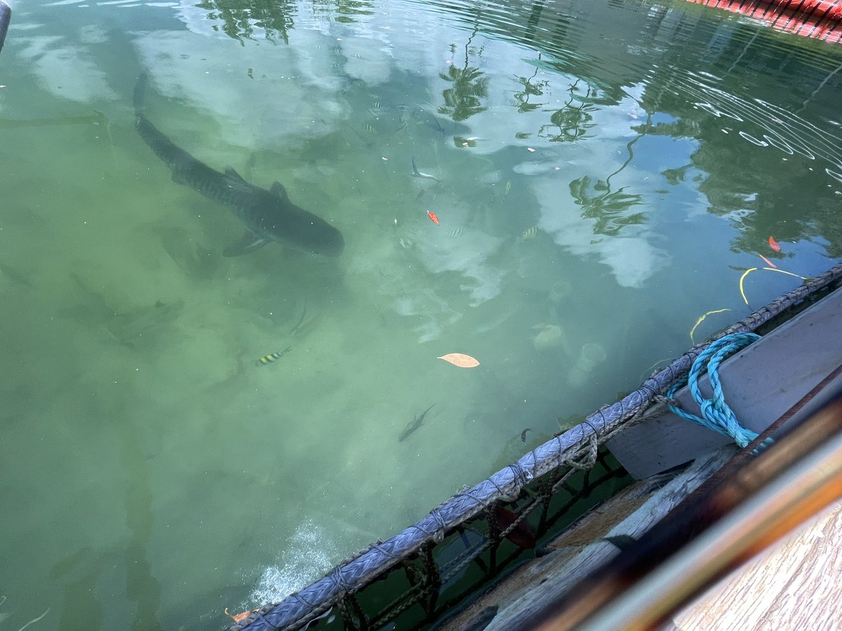 Preparing racks for the experiment and watching a shark feeding. Was a good day. <a href="/osuearthscience/">The Ohio State University School of Earth Sciences</a> <a href="/osuresearch/">Ohio State News – Research</a> <a href="/himb_soest/">Hawai‘i Institute of Marine Biology</a>