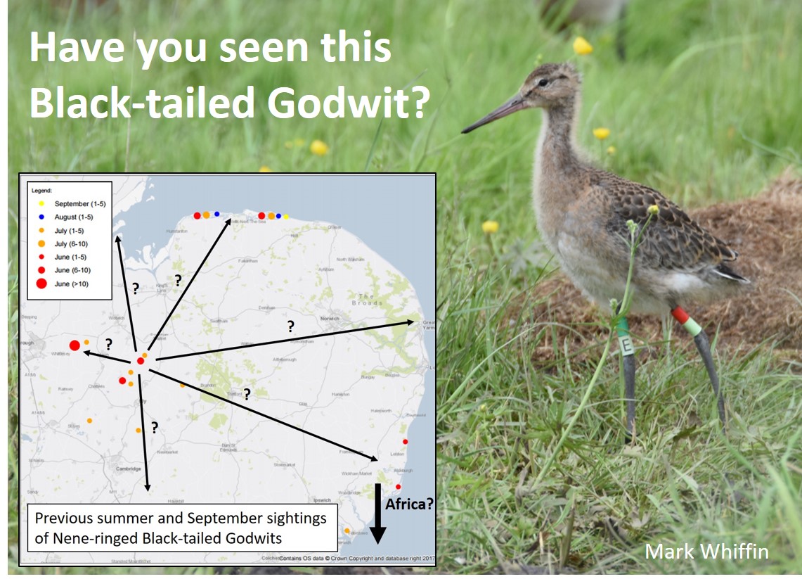 Is it really SIX YEARS since I wrote this 'will it work?' article about head-starting Black-tailed Godwits!
wadertales.wordpress.com/2017/06/13/spe… 🎂
#waders #shorebirds #ornithology