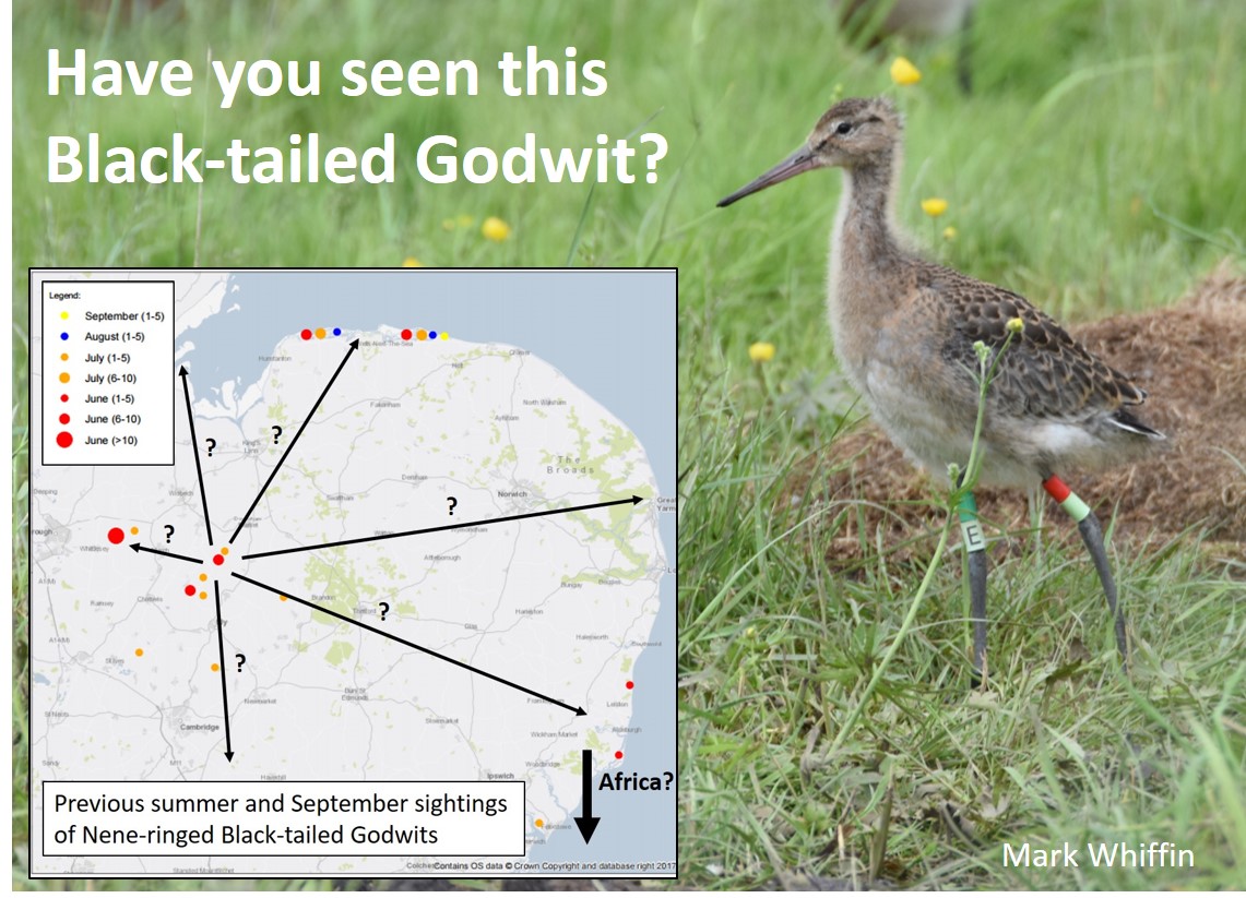 Is it really SIX YEARS since I wrote this 'will it work?' article about head-starting Black-tailed Godwits! wadertales.wordpress.com/2017/06/13/spe… 🎂 #waders #shorebirds #ornithology