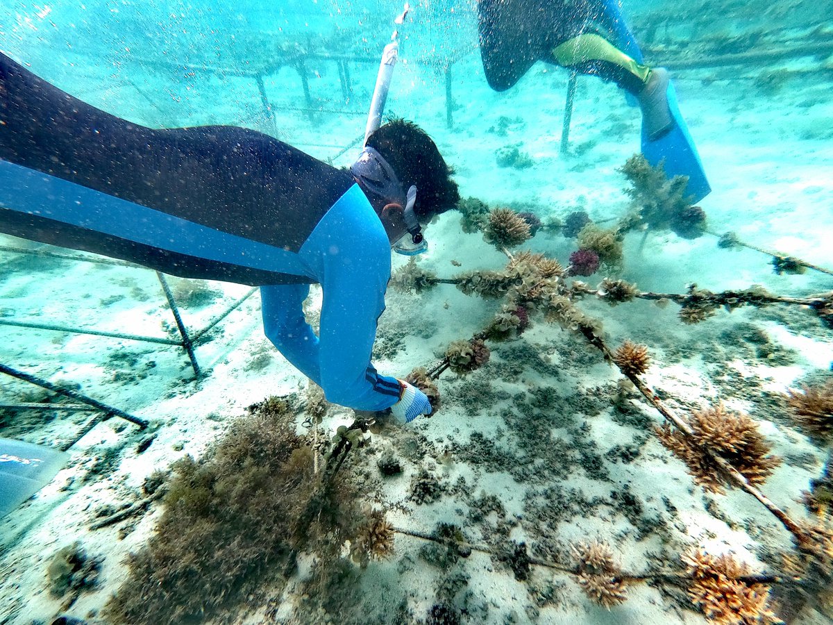 HuaweiFactsJP's tweet image. サンゴ礁と海を保護🦀🐠🪼🌊

当社はパートナーと連携して、モーリシャスのサンゴ礁の生態系を修復しています。
#ファーウェイ　
#WorldOceansDay  #tech4nature