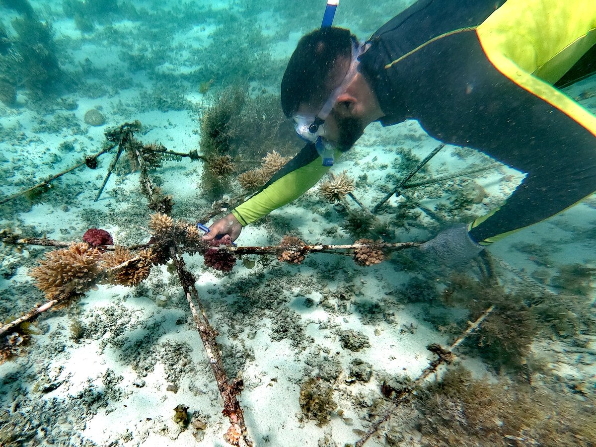 HuaweiFactsJP's tweet image. サンゴ礁と海を保護🦀🐠🪼🌊

当社はパートナーと連携して、モーリシャスのサンゴ礁の生態系を修復しています。
#ファーウェイ　
#WorldOceansDay  #tech4nature