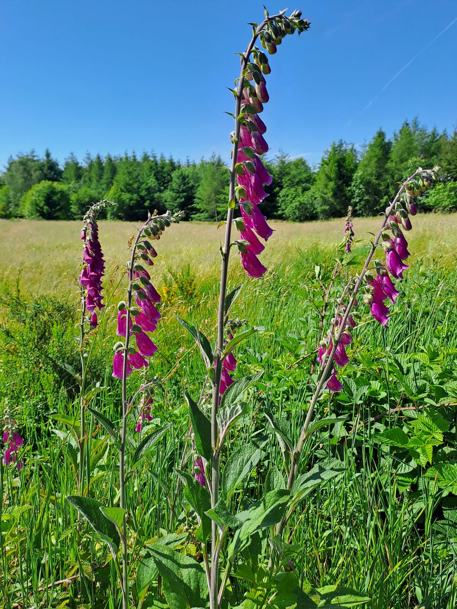 WCWergea's tweet image. Wij hebben het ontbijt net achter de kiezen en maken ons klaar voor de rit van vandaag. Het hoogste punt van de reis, Grand Ballon, tikken wij vandaag uit.