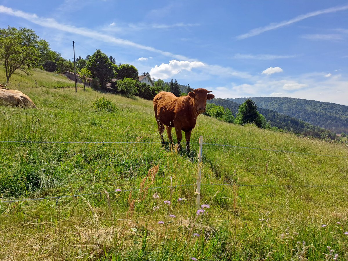 WCWergea's tweet image. Wij hebben het ontbijt net achter de kiezen en maken ons klaar voor de rit van vandaag. Het hoogste punt van de reis, Grand Ballon, tikken wij vandaag uit.