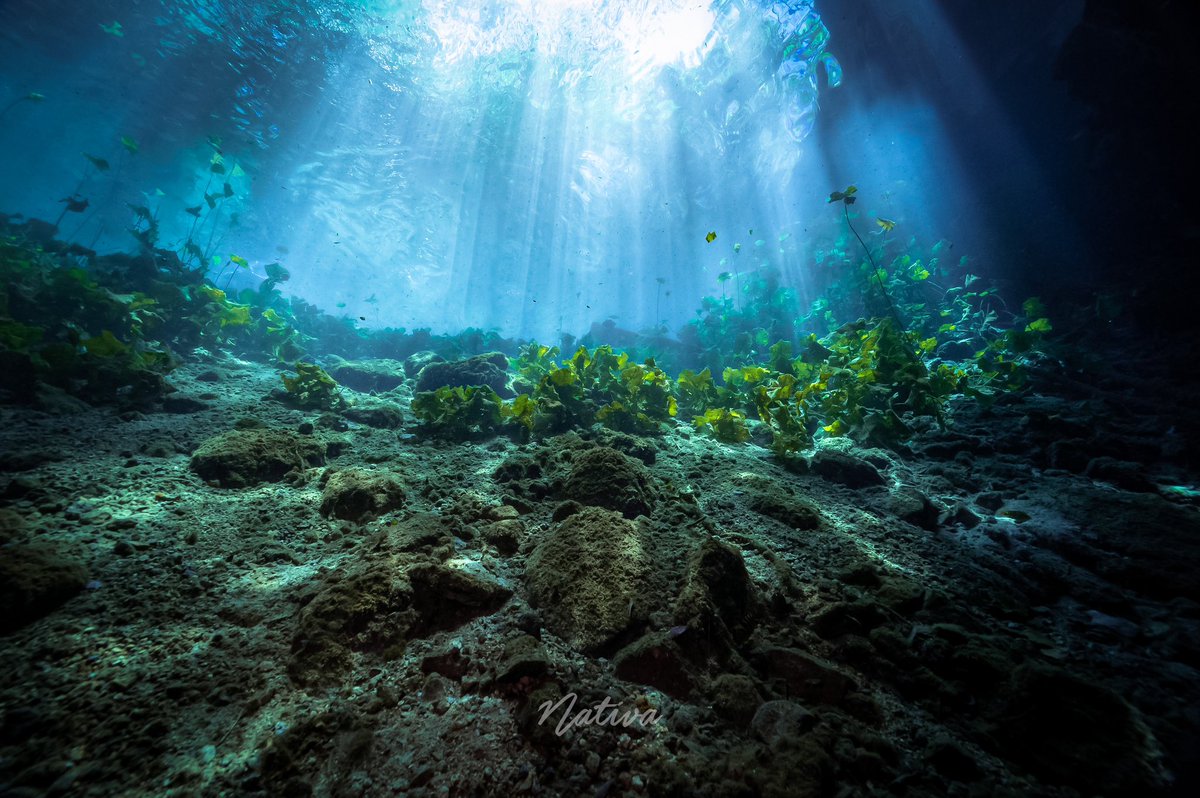 nativasoy's tweet photo. Ventana al cielo
.
.
#cenotesyucatan 
@NikonMX @YucatanTurismo https://t.co/yOniD0o6wn