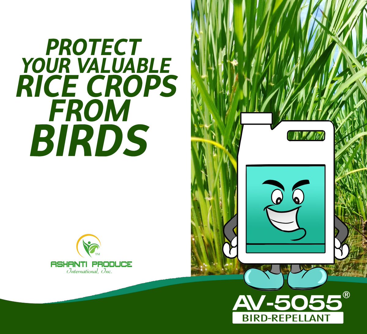 AV5055Ghana's tweet photo. Protect the rice crops
#agroinput #agriculture #ricefarming #explorepage  #av5055 #ricefarm  #likeforfollow #agric #farming #ghanarice #pulseghana #agrochemicals #product #ricemarket #tiktokghana #africa #product #onsalenow https://t.co/icbGB7Pn7b